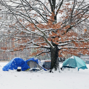 A park in the winter with three tents circling around a tall tree with sparse brown leaves
